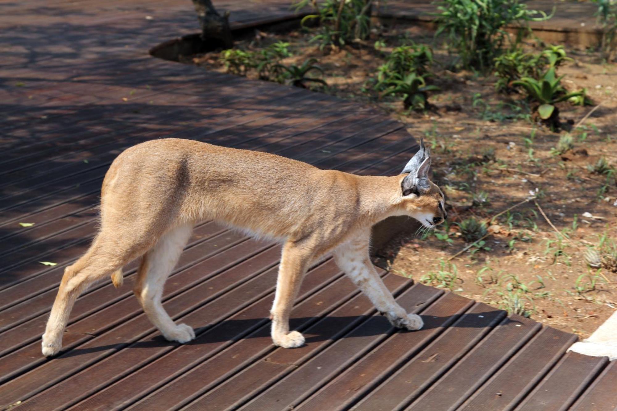 Vuyani Safari Lodge Hoedspruit Luaran gambar