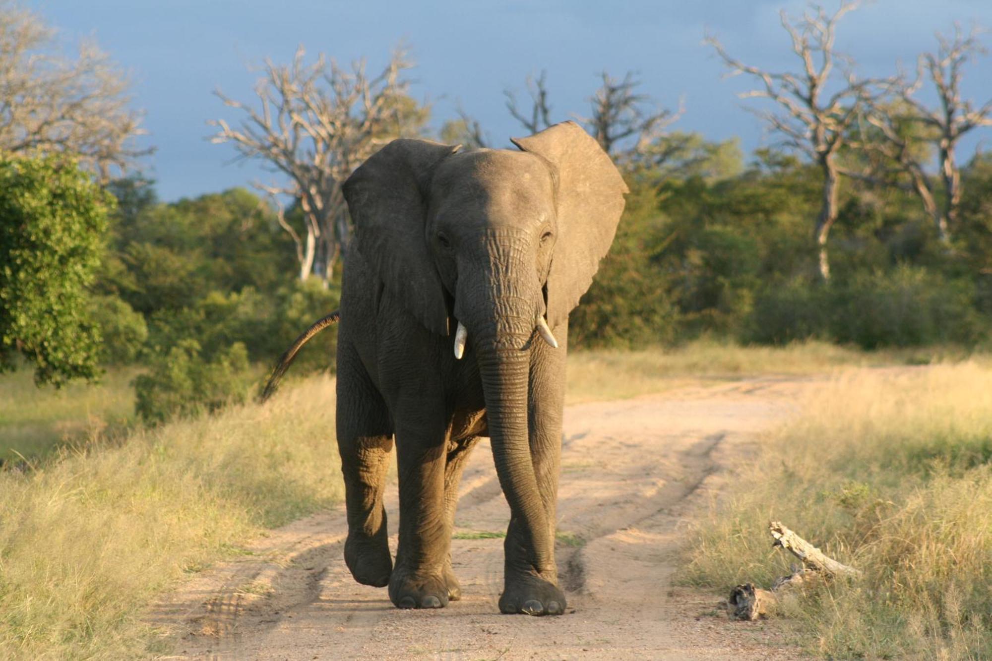 Vuyani Safari Lodge Hoedspruit Luaran gambar