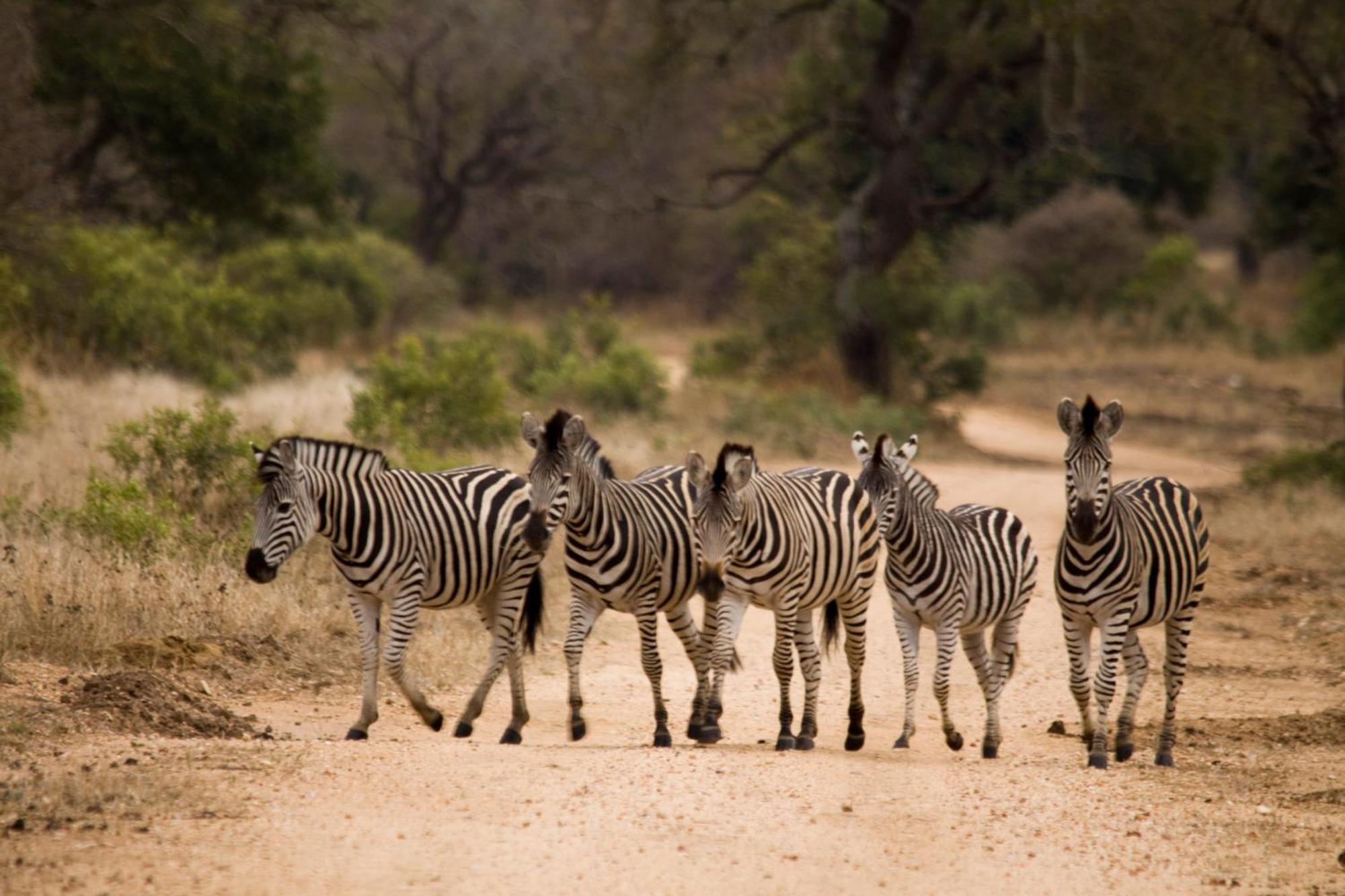 Vuyani Safari Lodge Hoedspruit Luaran gambar