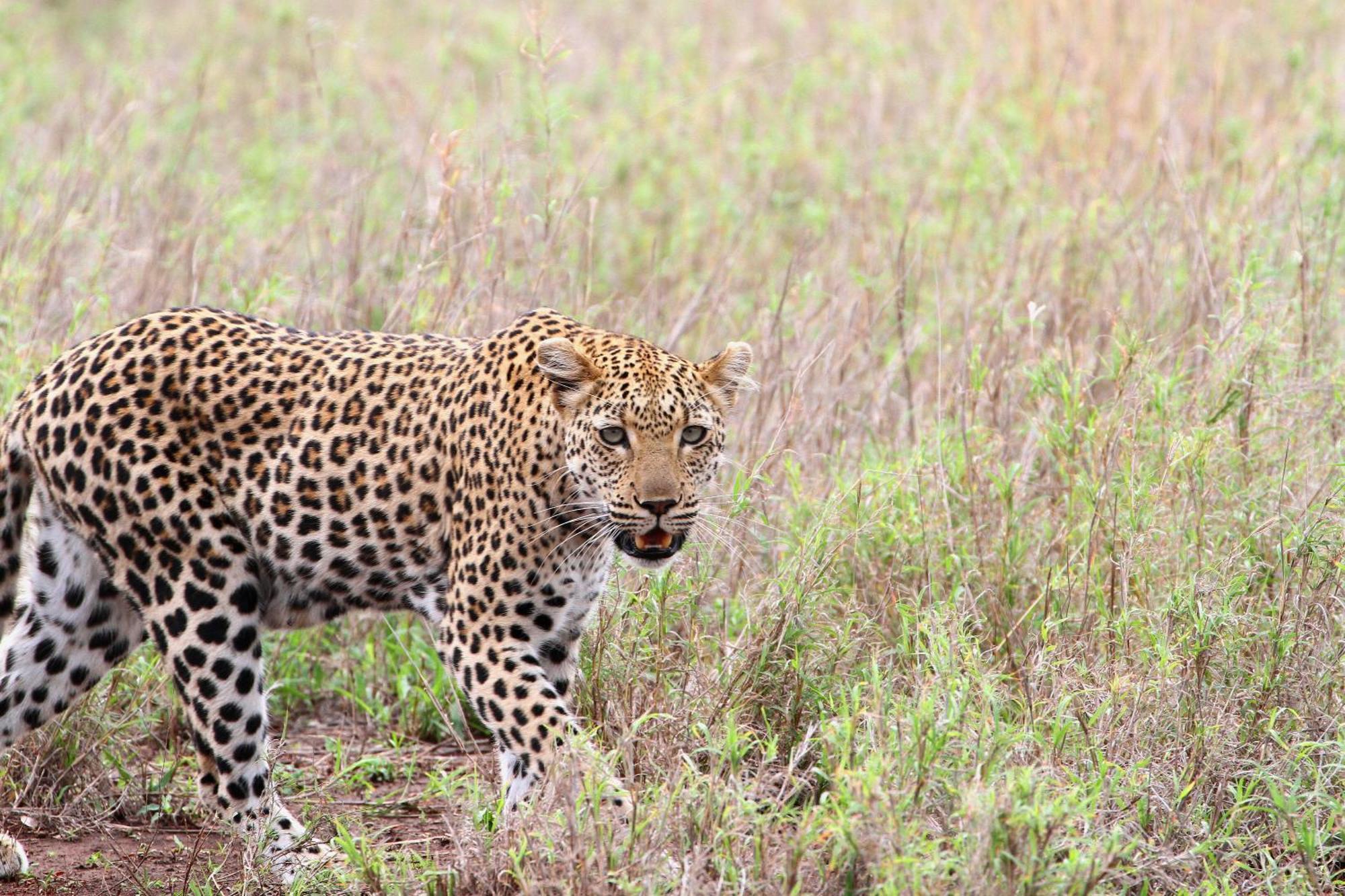 Vuyani Safari Lodge Hoedspruit Luaran gambar