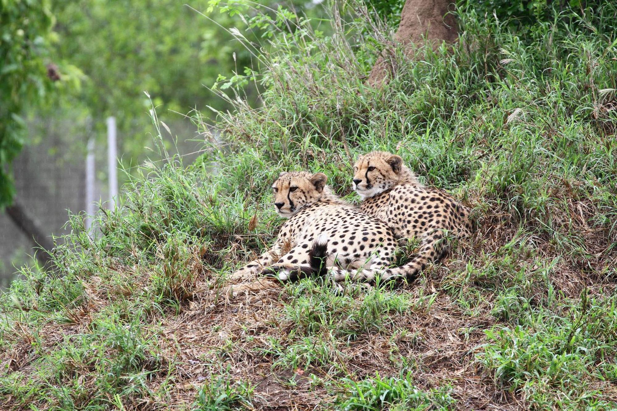 Vuyani Safari Lodge Hoedspruit Luaran gambar