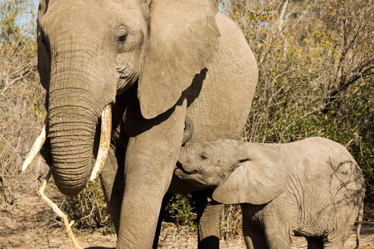 Vuyani Safari Lodge Hoedspruit Luaran gambar