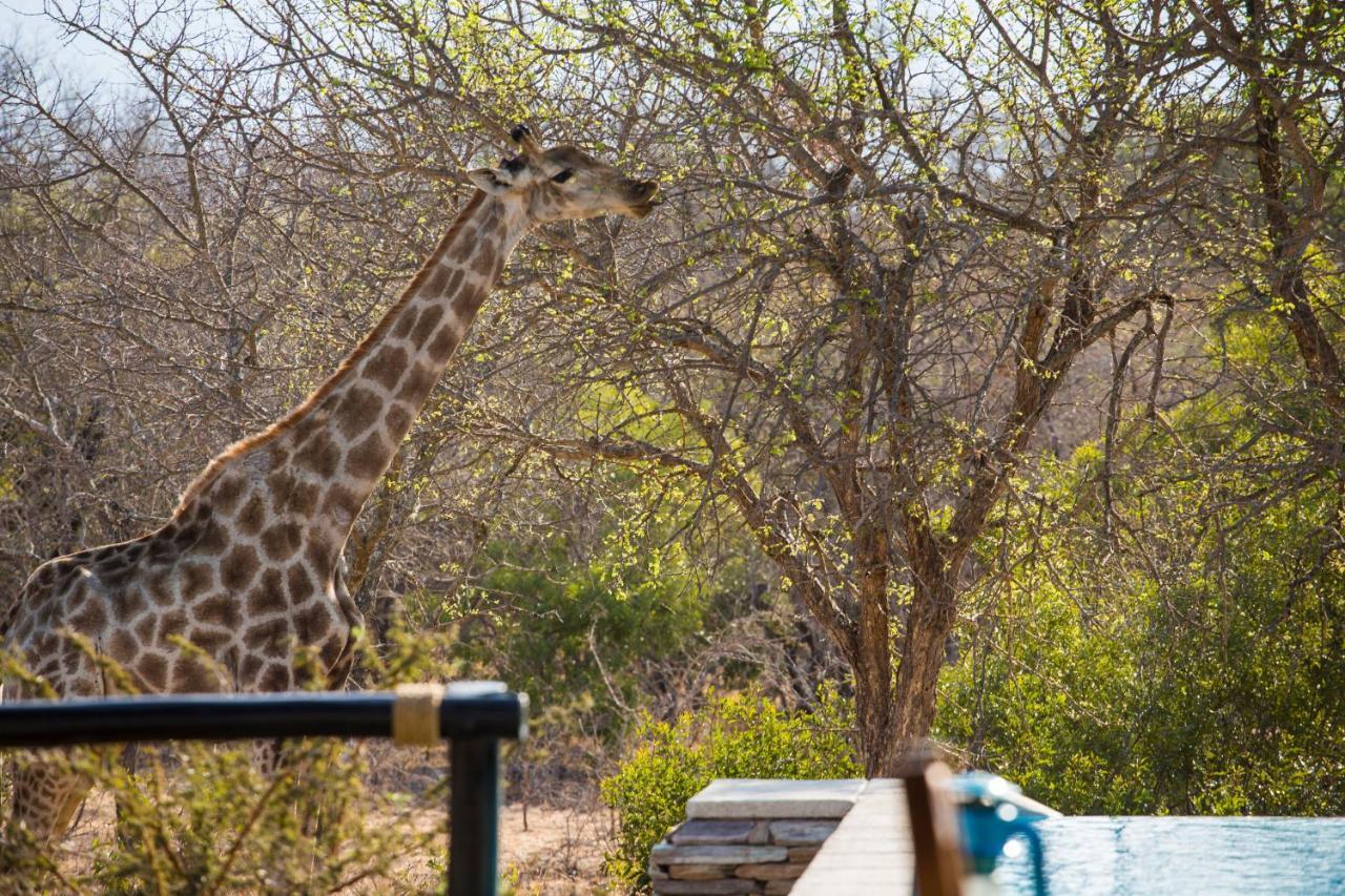Vuyani Safari Lodge Hoedspruit Luaran gambar